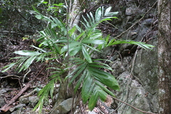 Linospadix monostachyus