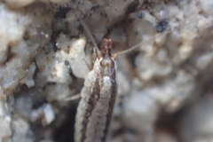 Machilinus aurantiacus
