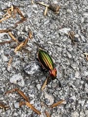 Carabus lineatus