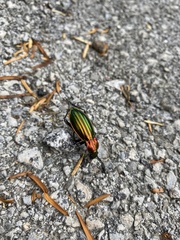 Carabus lineatus