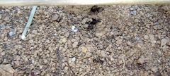 Monomorium subopacum
