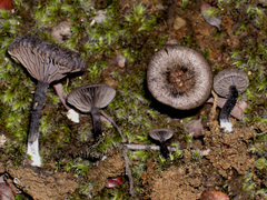 Entoloma crinitum