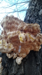 Laetiporus sulphureus