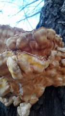 Laetiporus sulphureus