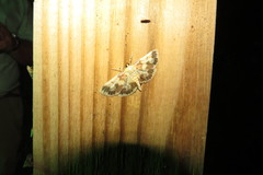 Polygrammodes langdonalis