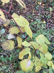 Rubus idaeus