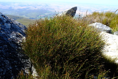 Restio sieberi