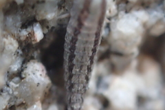 Machilinus aurantiacus