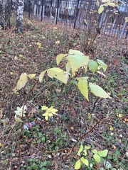 Rubus idaeus