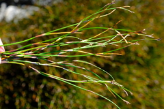 Restio sieberi