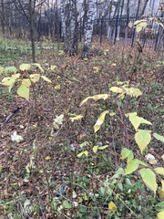 Rubus idaeus