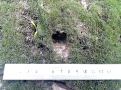 Ucides cordatus