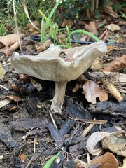 Melanoleuca polioleuca