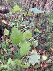 Leonurus quinquelobatus