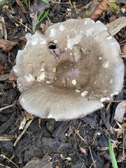 Melanoleuca polioleuca