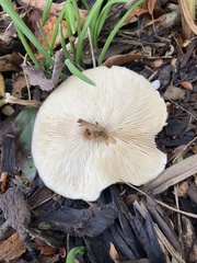 Melanoleuca polioleuca