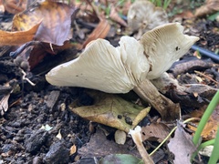 Melanoleuca polioleuca