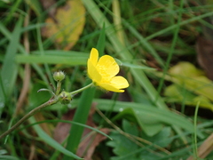 Ranunculus acris