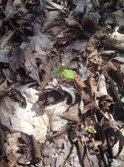 Euphorbia mercurialina