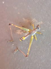 Temnomastax borellii