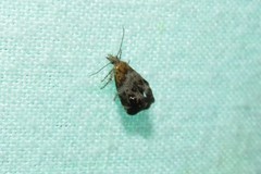 Tebenna gnaphaliella