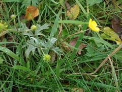 Ranunculus acris