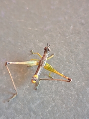 Temnomastax borellii