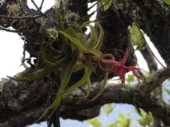 Tillandsia streptophylla