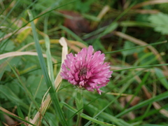Trifolium pratense