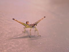 Temnomastax borellii