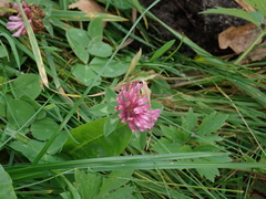 Trifolium pratense