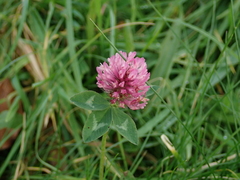 Trifolium pratense