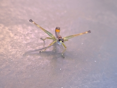 Temnomastax borellii