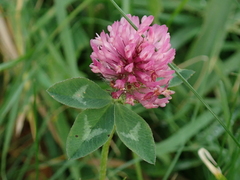 Trifolium pratense
