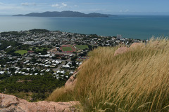 Triodia stenostachya