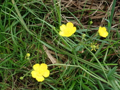 Ranunculus acris