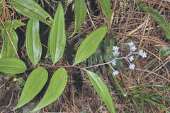 Maianthemum flexuosum image