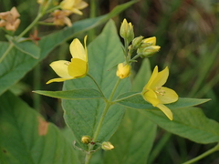 Lysimachia vulgaris