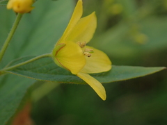 Lysimachia vulgaris