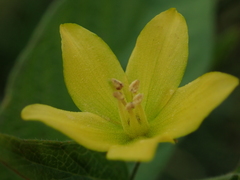 Lysimachia vulgaris