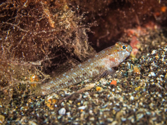 Vanneaugobius canariensis