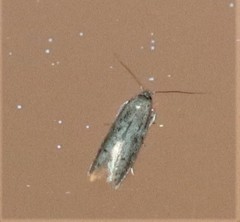 Tachystola acroxantha