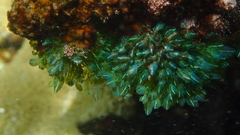 Bryopsis plumosa