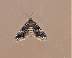 Elophila difflualis