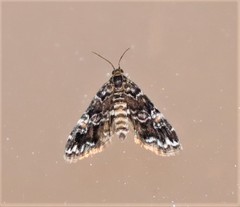 Elophila difflualis