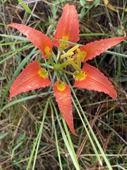 Lilium catesbaei image