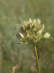 Delicate Onion (Allium delicatulum)