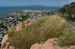 Triodia stenostachya