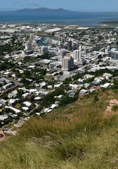 Triodia stenostachya