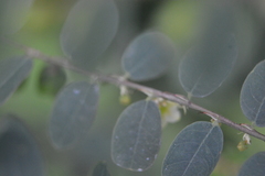 Phyllanthaceae